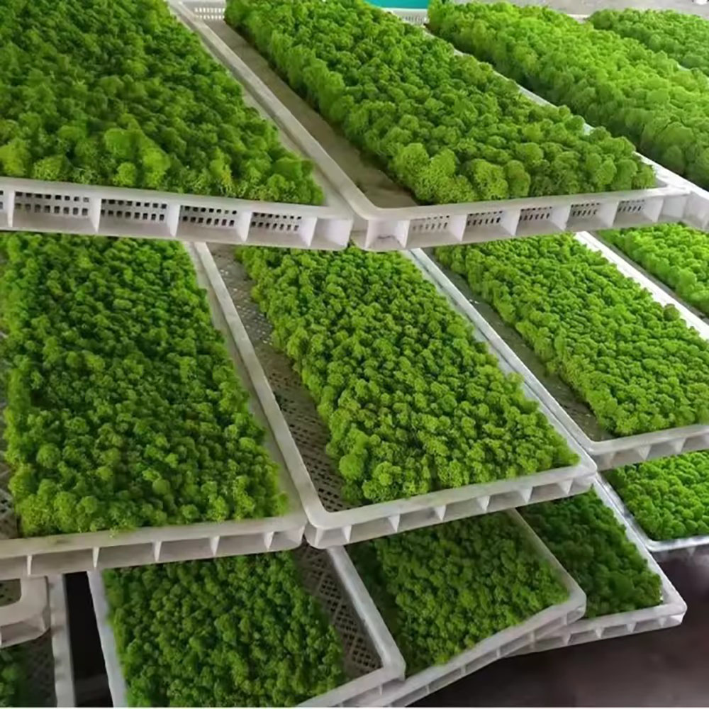 نبات طحلب صناعي دائم الحياة بو - مراجعة Sphagnum Moss Dry وسعره