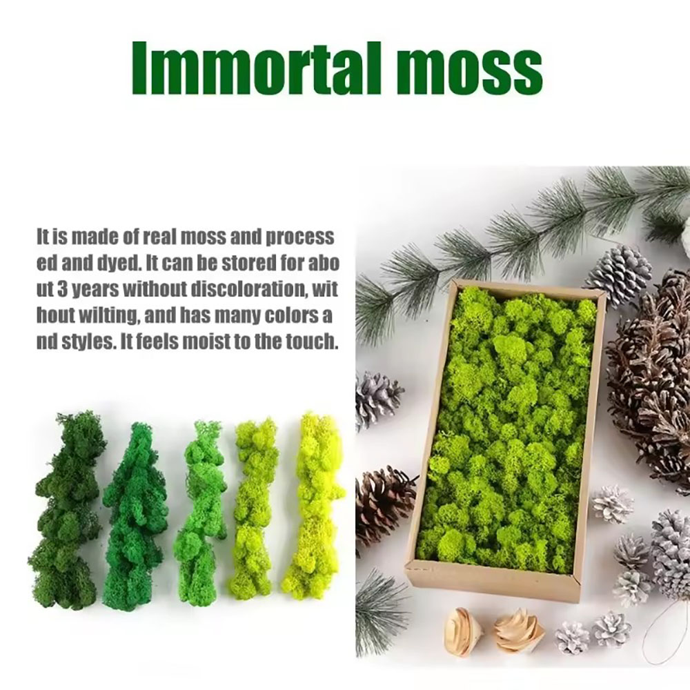 نبات طحلب صناعي دائم الحياة بو - مراجعة Sphagnum Moss Dry وسعره